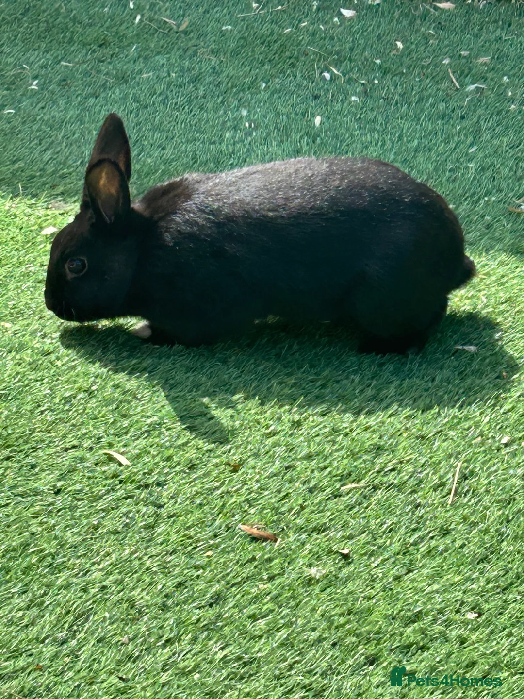 Mixed Breed rabbits for sale: Female rabbit - Advert 6