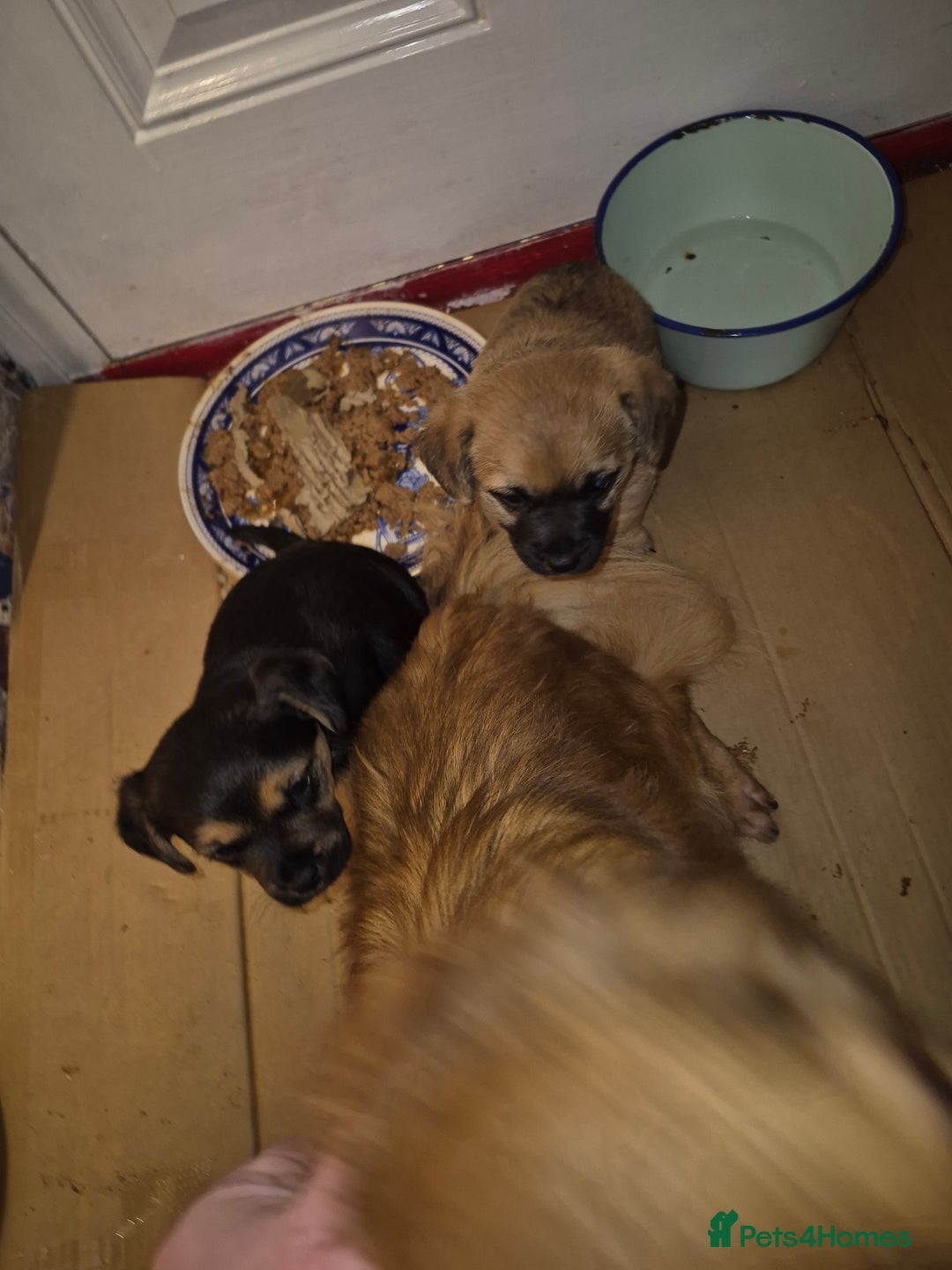 Mixed Breed dogs for sale: Two border terrier mixed pups both male  - Advert 4