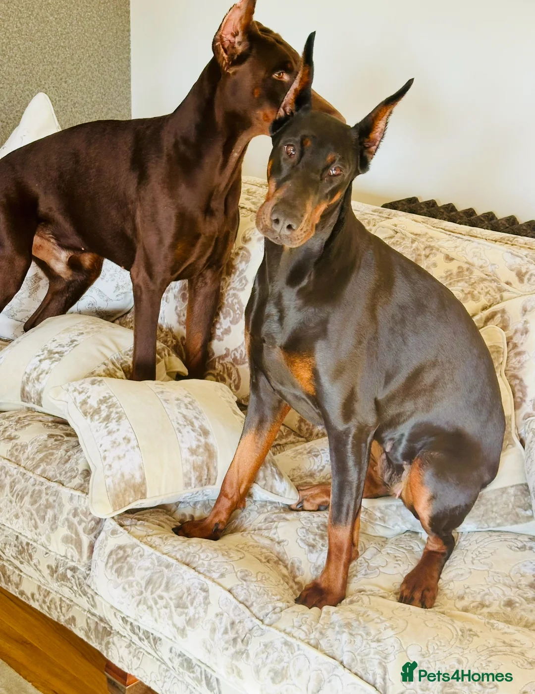 Dobermann dogs for sale: CHESHIRE WORLD CLASS DOBERMAN PUPPY in Winsford - Advert 2