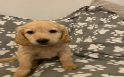 Double Doodle dogs for sale: Beautiful rare litter of Double Doodles - Image 15