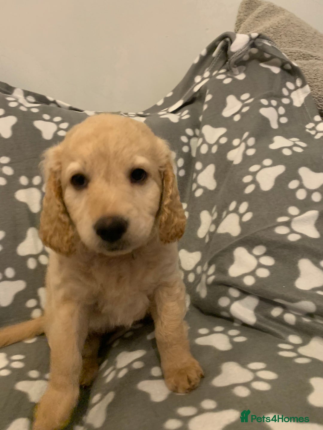 Double Doodle dogs for sale: Beautiful rare litter of Double Doodles - Image 15