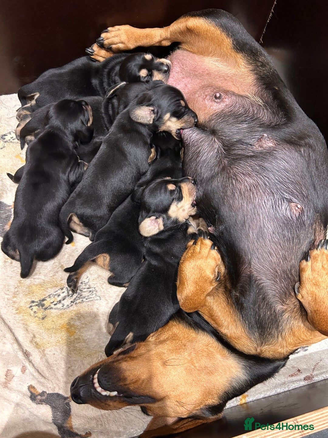 Dachshund dogs for sale: Dachshund pups  - Image 2