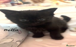 British Shorthair cats for sale: 3 kittens for sale - Image 3