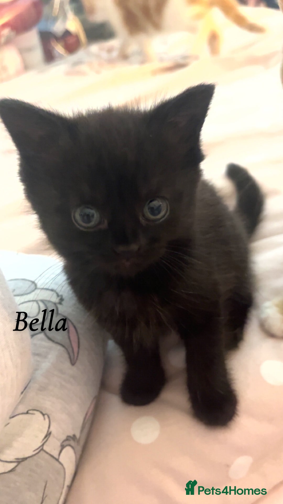 British Shorthair cats for sale: 3 kittens for sale - Image 3