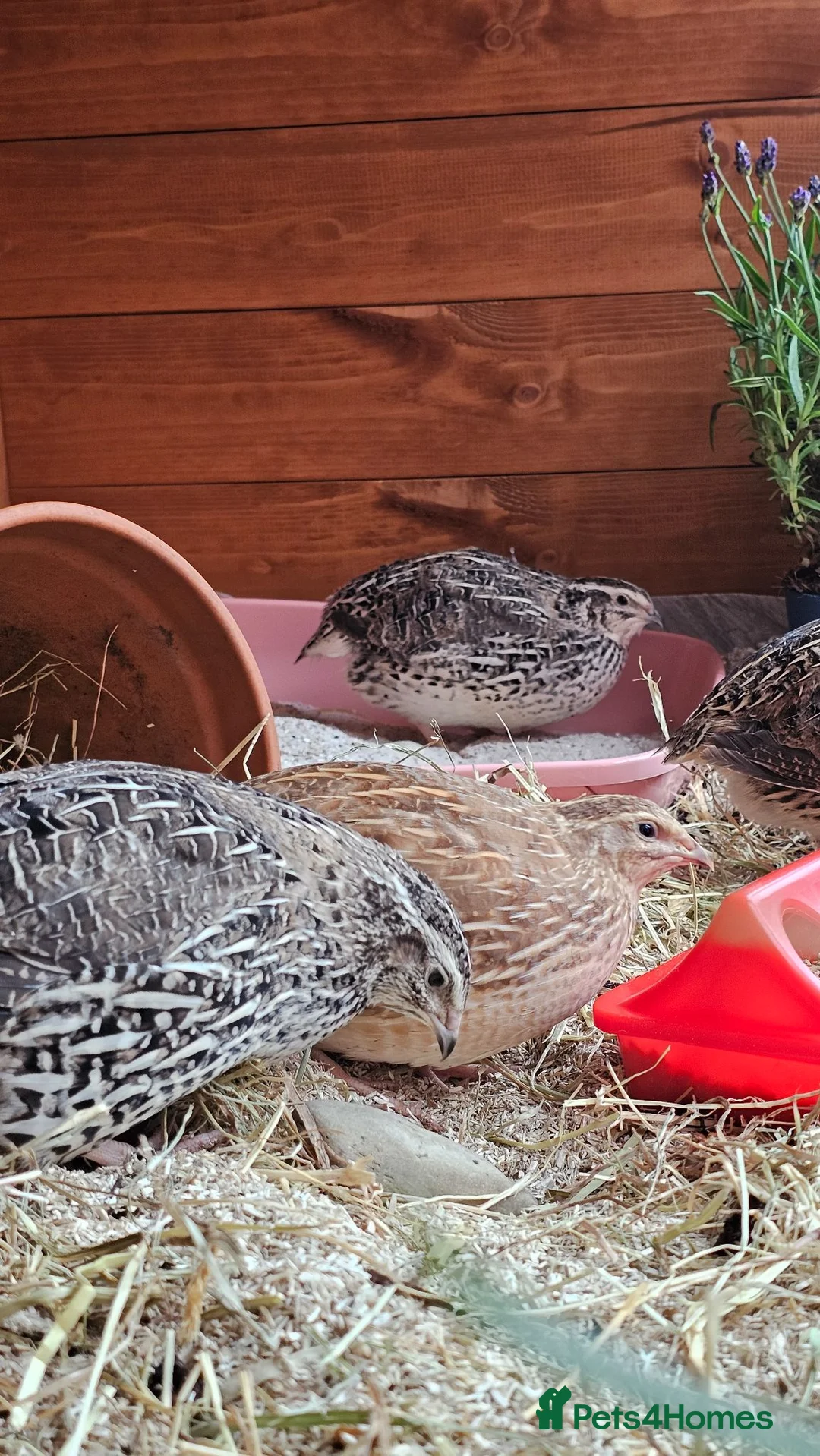 Quail poultry for sale: 6 female quails and hutch in Nottingham - Advert 1