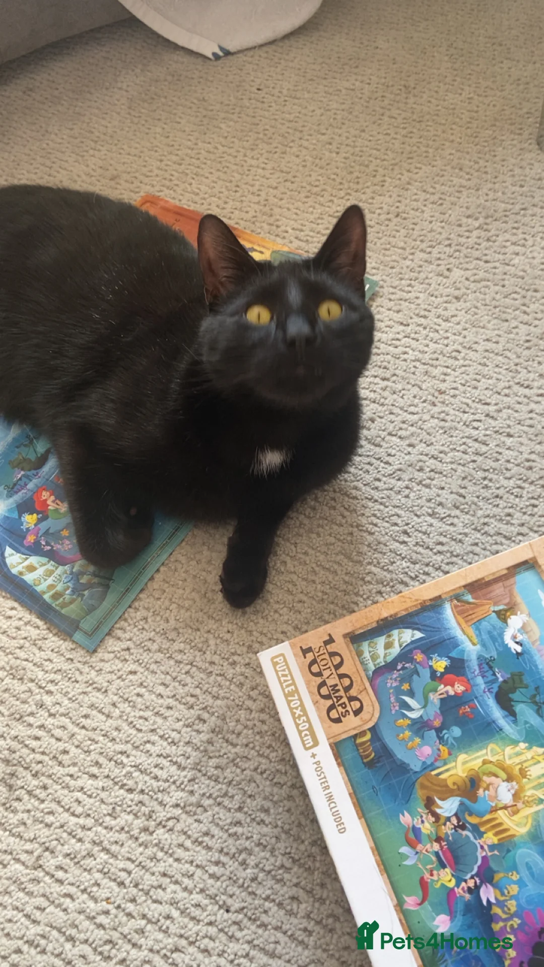 British Shorthair cats for sale: Male cat looking for new home - Advert 3