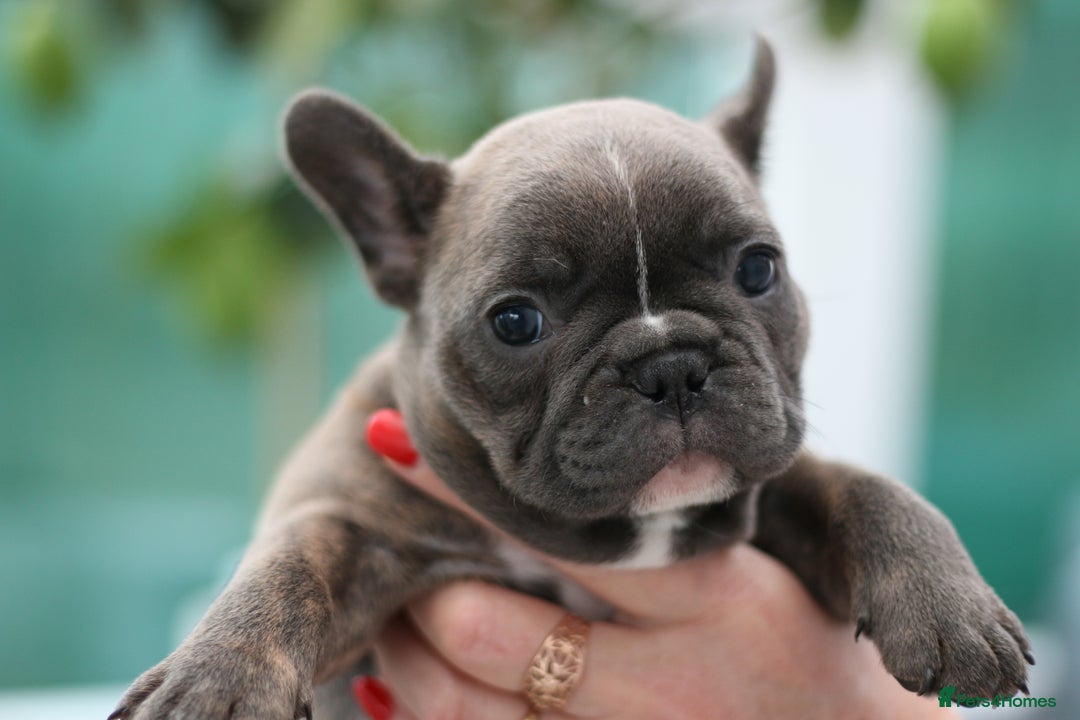 French Bulldog dogs for sale: Cute French Bulldog Puppies Available Soon - Advert 16