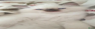 Ragdoll 4
