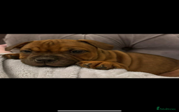 Staffordshire Bull Terrier dogs for sale: Last girl ready now!✨ - Image 3