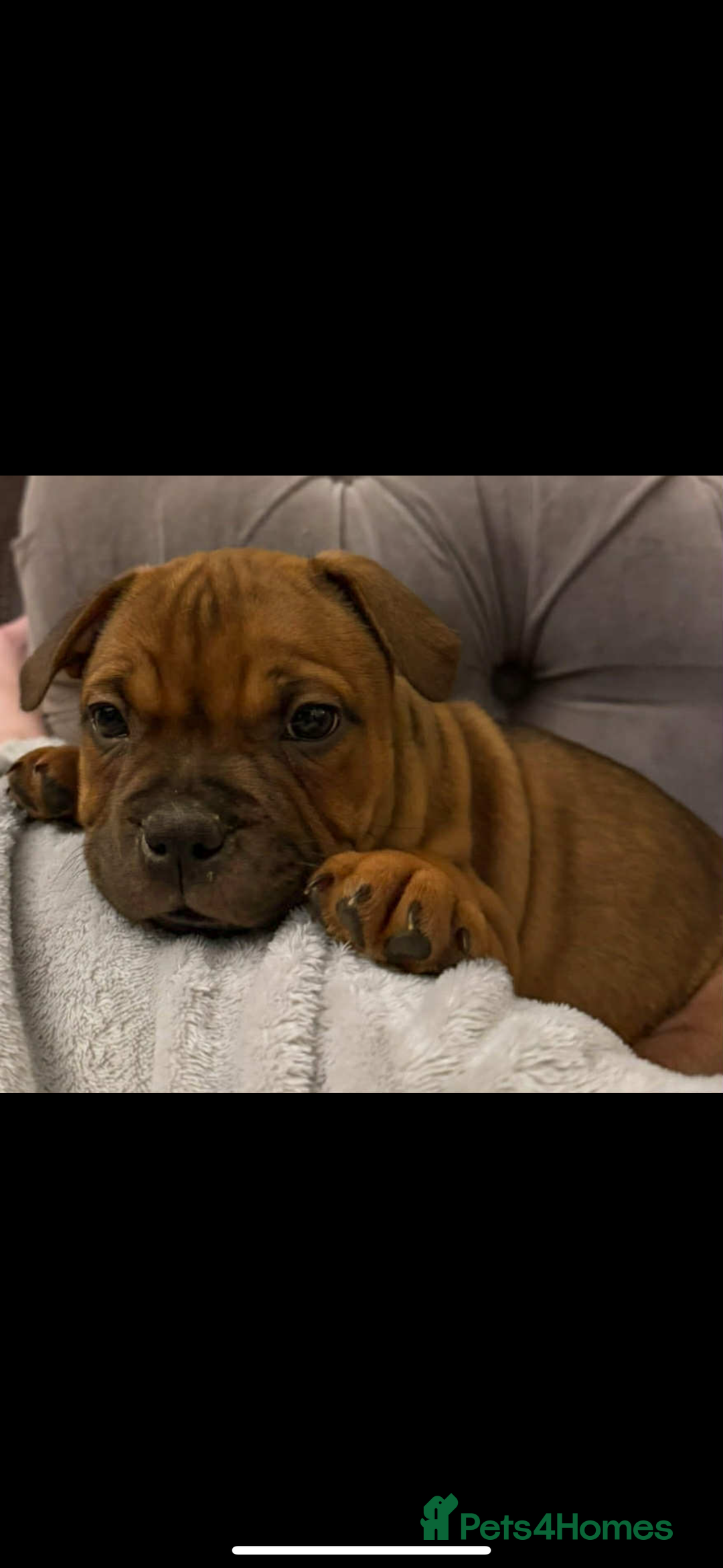 Staffordshire Bull Terrier dogs for sale: Last girl ready now!✨ - Image 3