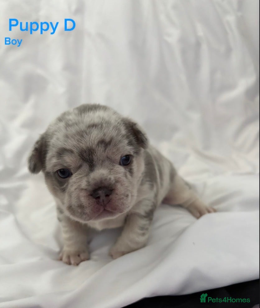 French Bulldog dogs 🐾High quality French bulldog puppies 🐾 - Advert 1