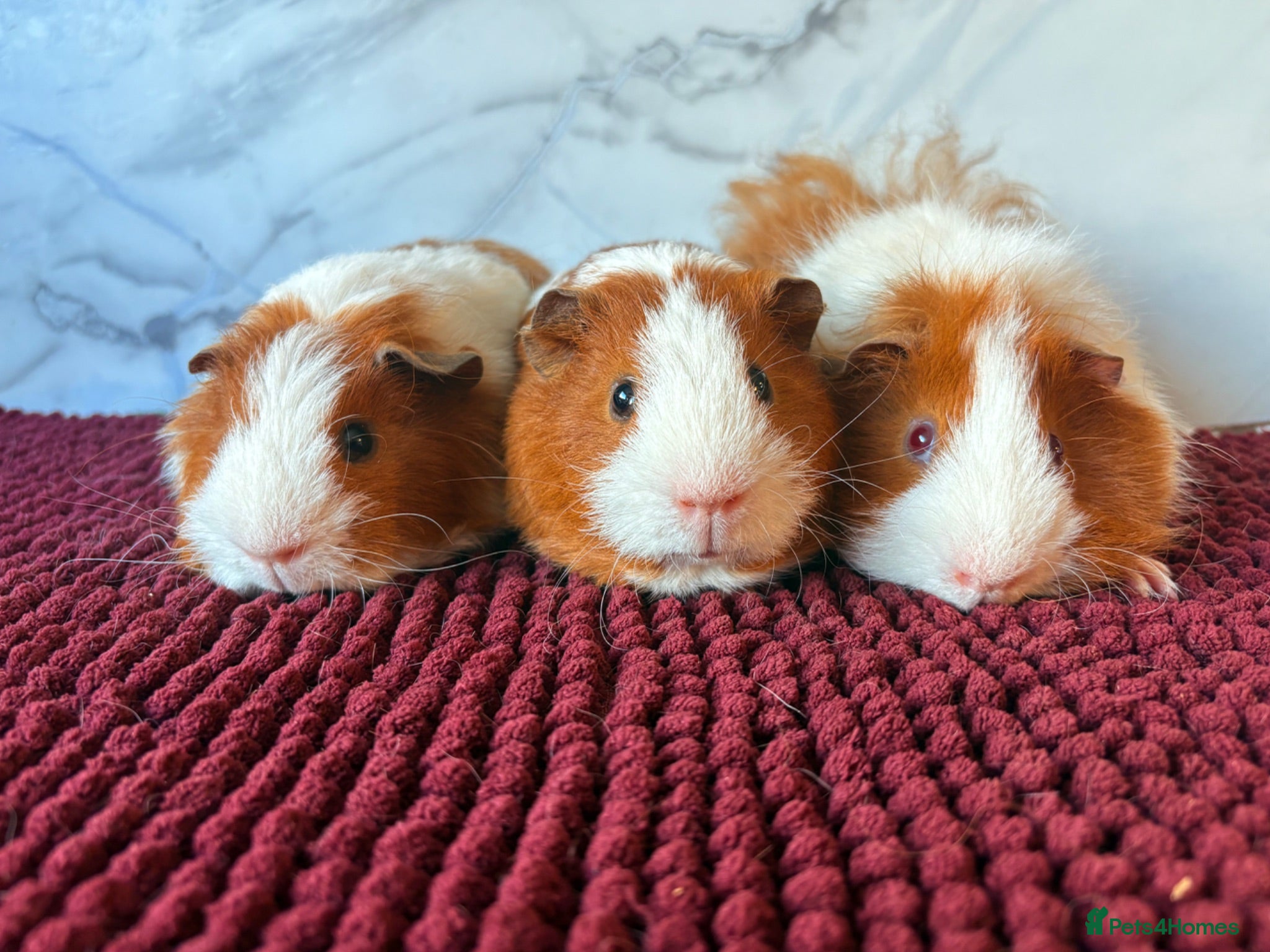 Guinea Pig rodents A Sweet Trio of Boys 🩵🩵 - Advert 1