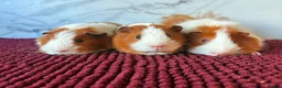 Guinea Pig rodents for sale: A Sweet Trio of Boys 🩵🩵 - Advert 1