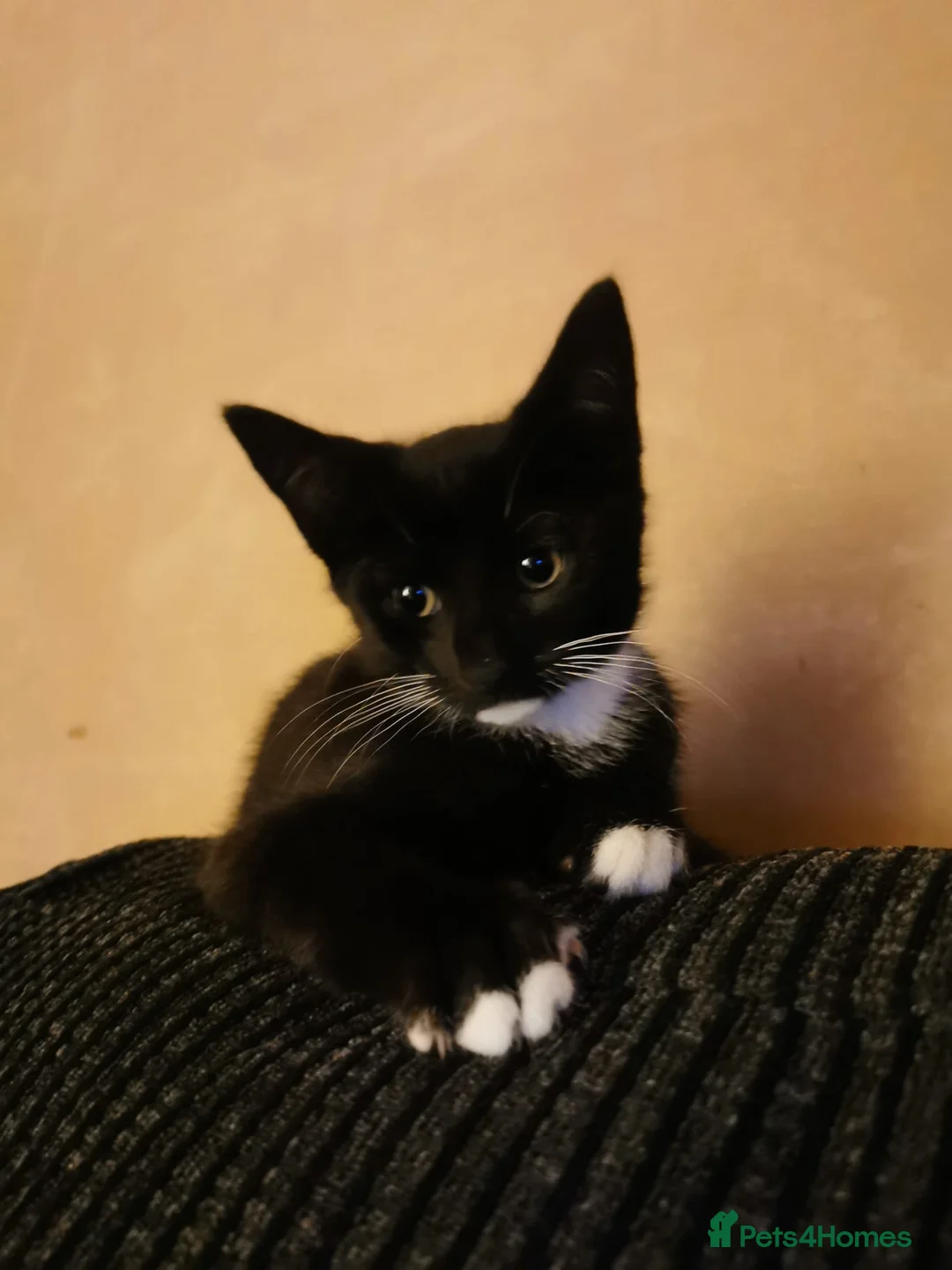 Mixed Breed cats for sale: 1 male 3 female kittens  in Manchester - Advert 10
