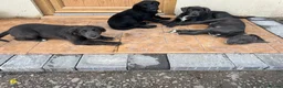 Border Collie dogs for sale: 5 Collie Pups - Advert 8