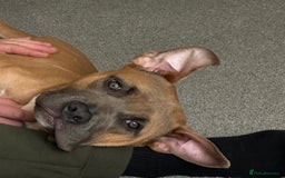 Mixed Breed dogs for sale: Thor- FREE needs rehoming asap - Image 2