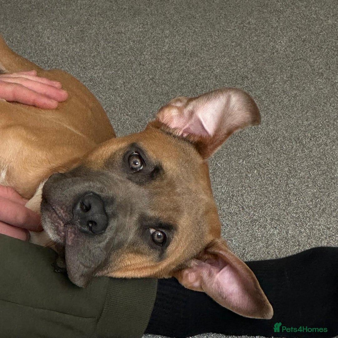 Mixed Breed dogs for sale: Thor- FREE needs rehoming asap - Image 2