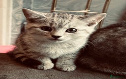 British Shorthair cats for sale: Silver tipped British Shorthair kittens  - Image 7