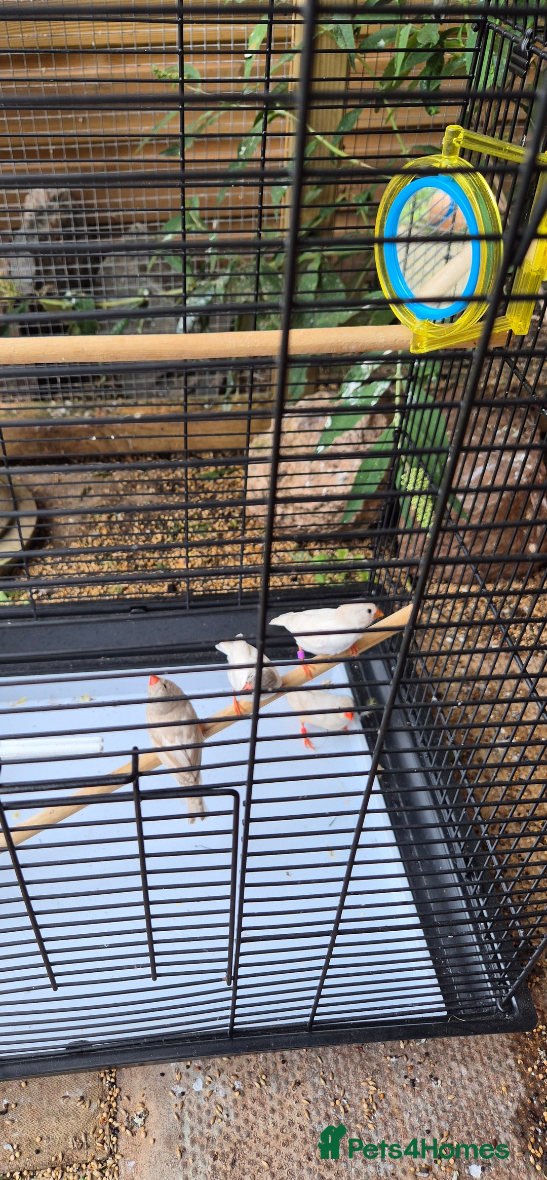 Budgerigars birds for sale: Baby budgies and zebra finches for sale - Image 4