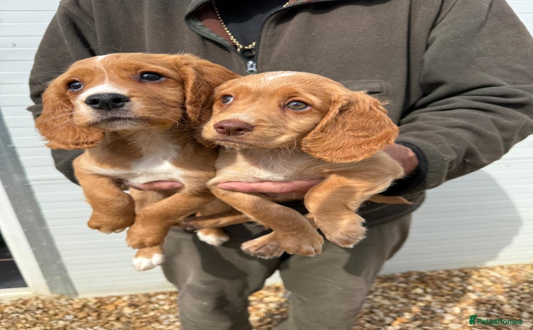 Cocker Spaniel dogs - Advert 14
