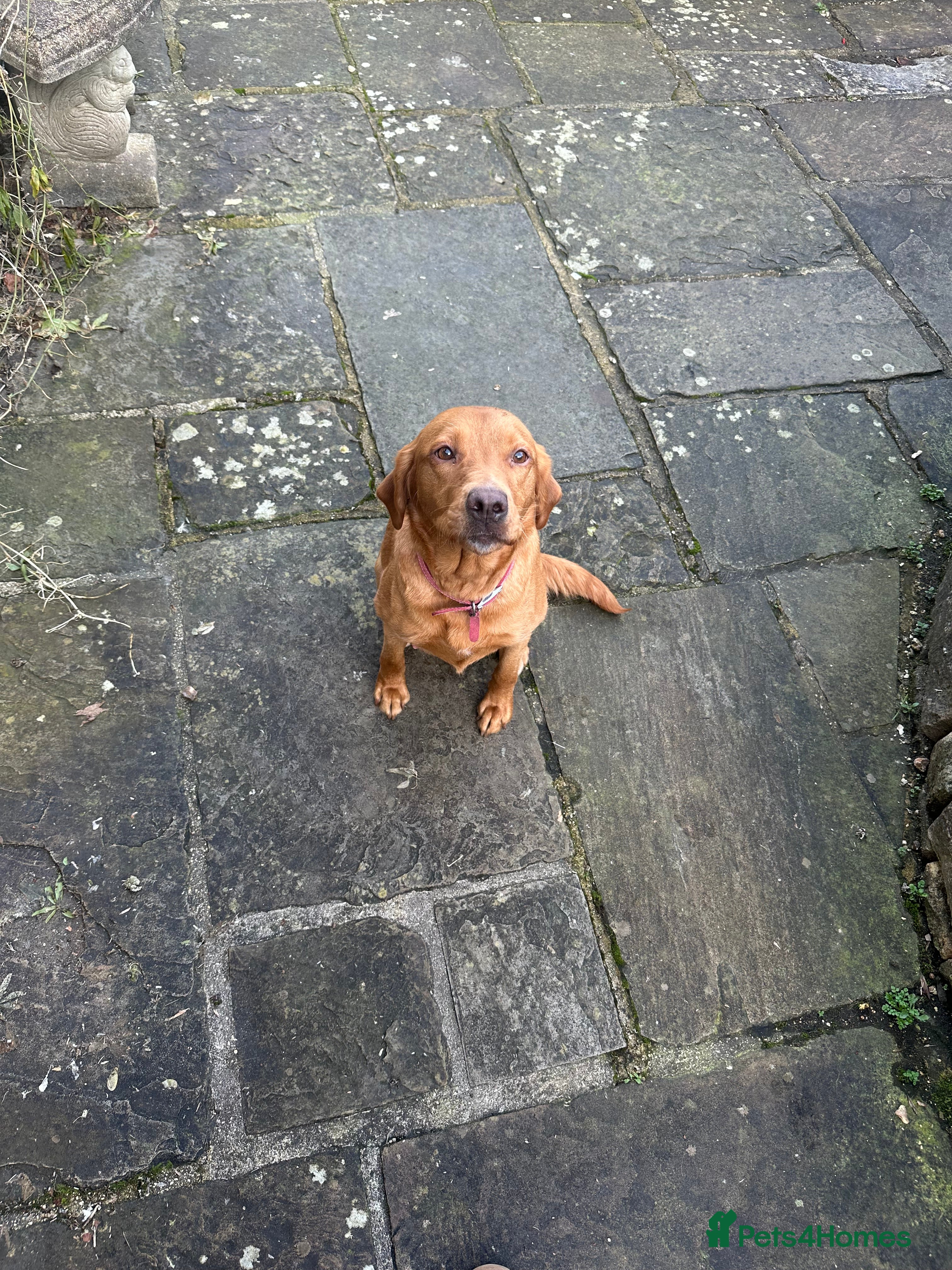 Labrador Retriever dogs KC Registered Fox Red Labrador Puppies  in Chipping Campden - Advert 1