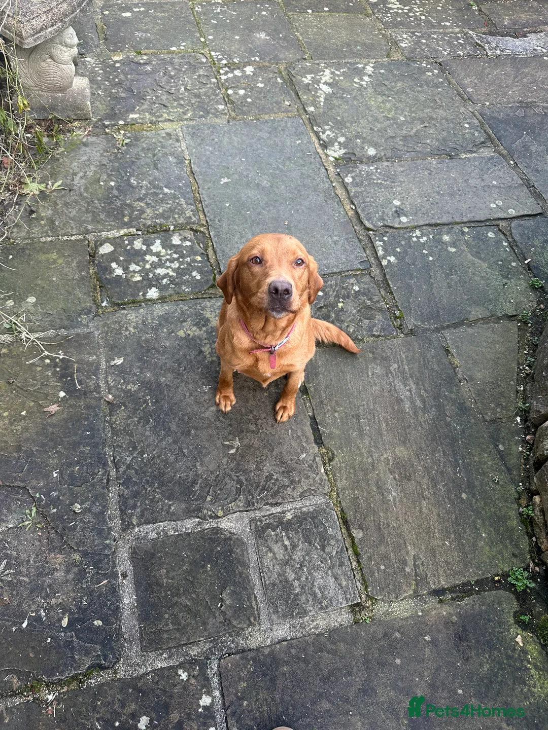 Labrador Retriever dogs for sale: KC Registered Fox Red Labrador Puppies  in Chipping Campden - Advert 1