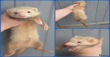 Ferret rodents - Advert 13