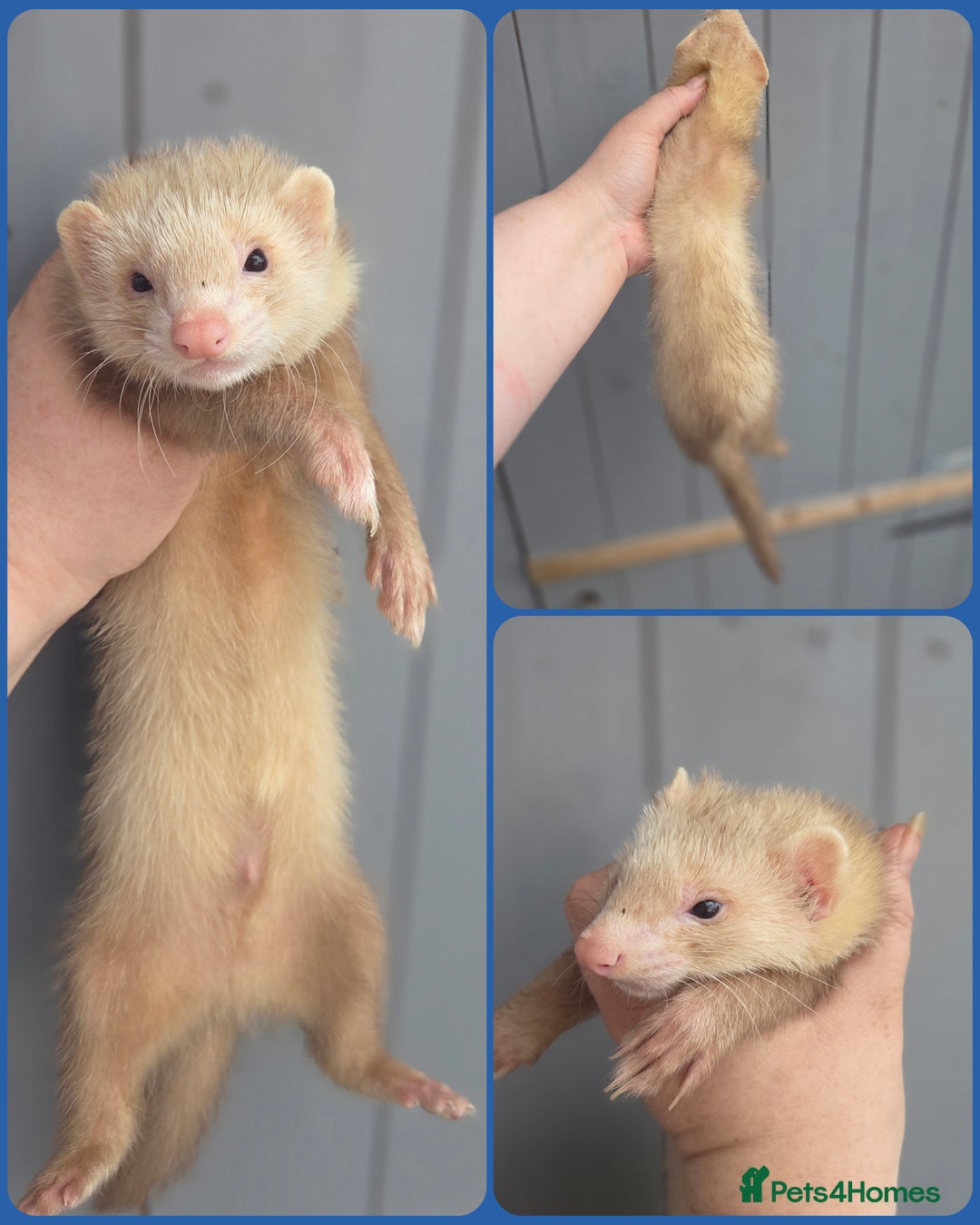 Ferret rodents for sale: Semi angora hobs ready now   - Image 2