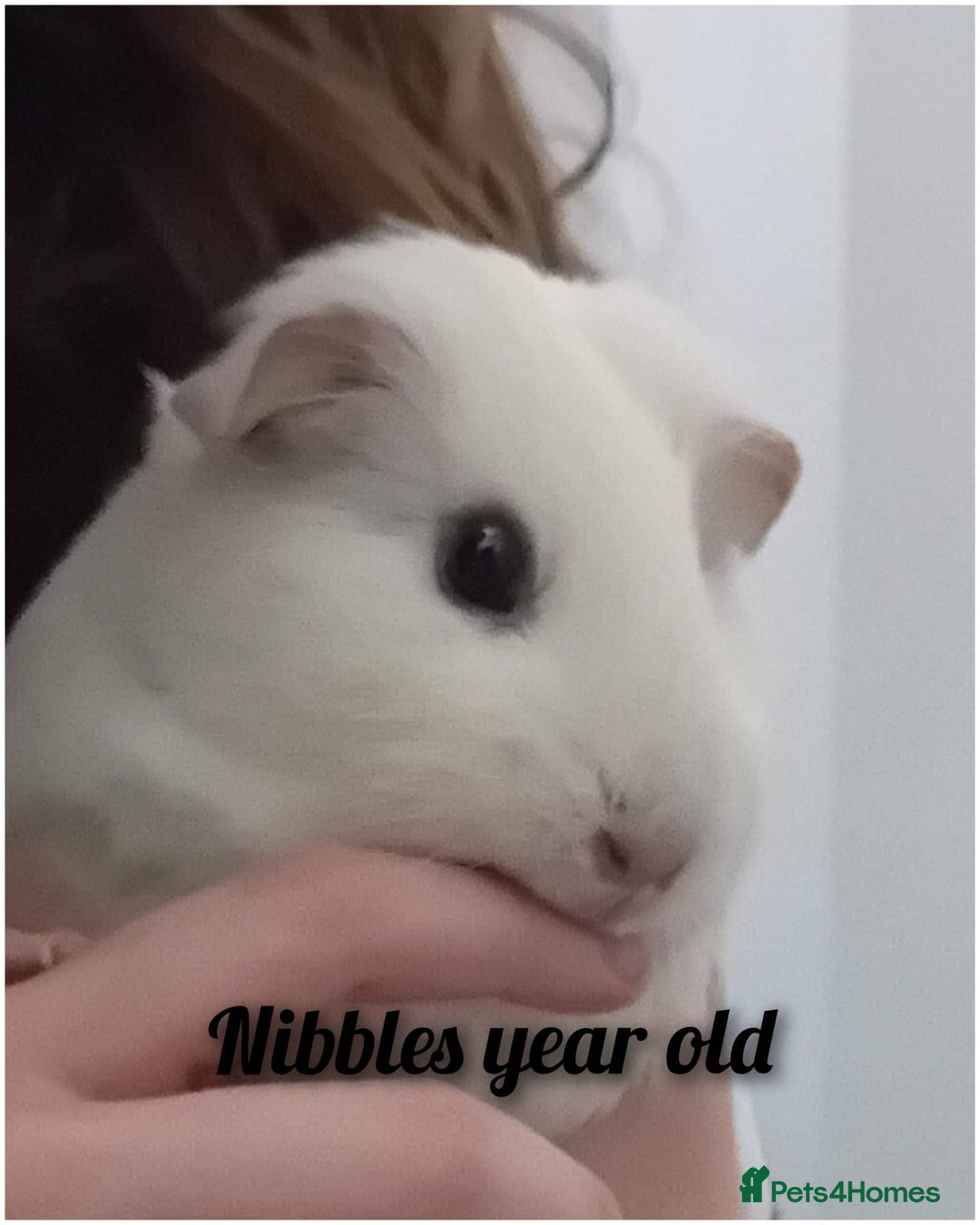 Guinea Pig rodents for sale: Guinea pigs  - Advert 2