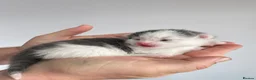 Domestic Shorthair cats for sale: Kittens - Advert 7