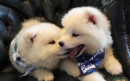 Samoyed dogs for sale: Samoyed puppies looking for the new loving  home - Image 2