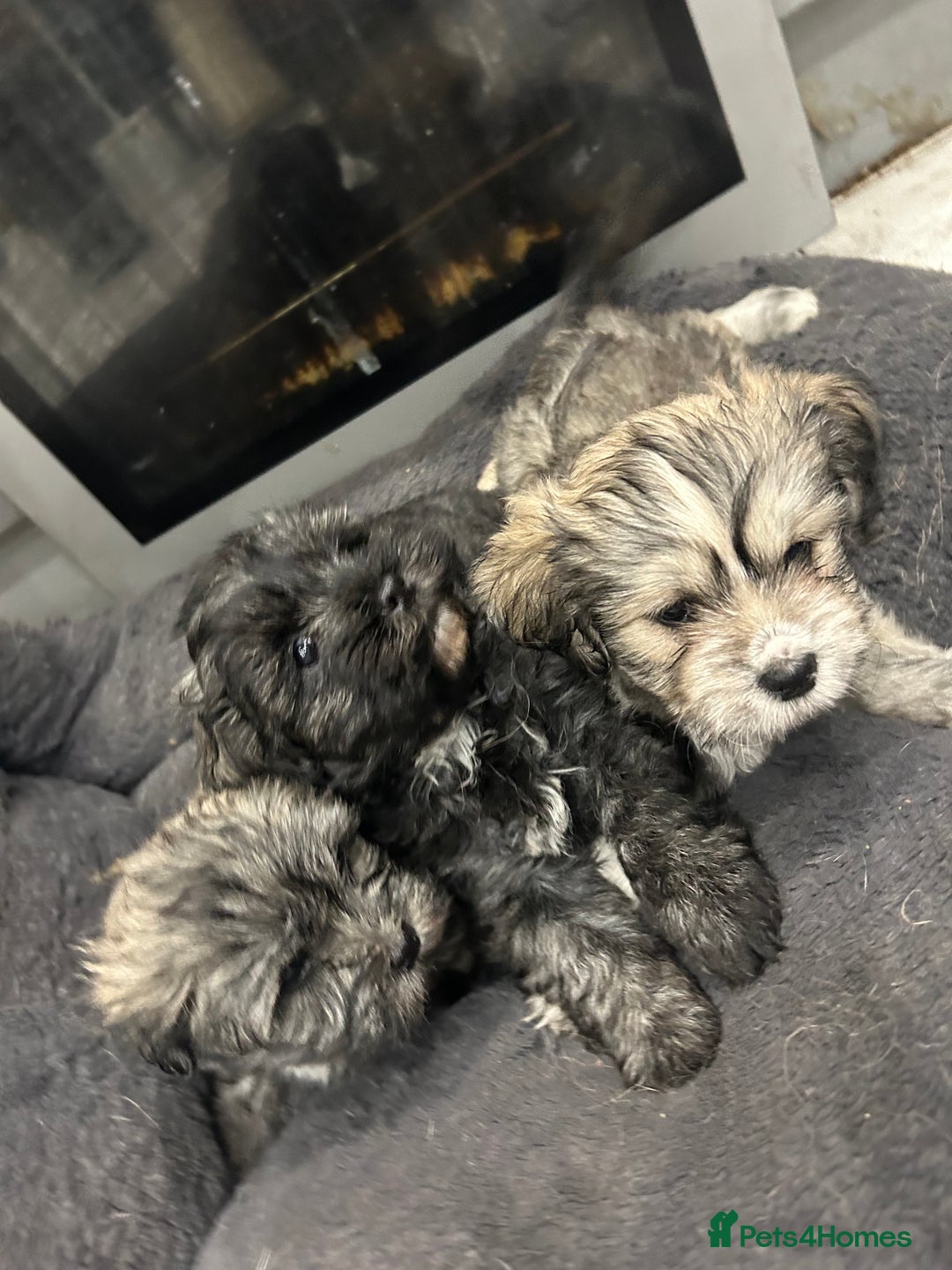 Mixed Breed dogs for sale: Maltese x Shih tzu  - Image 4