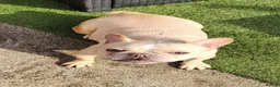French Bulldog dogs for sale: Rocco and coco in Blackpool - Advert 3
