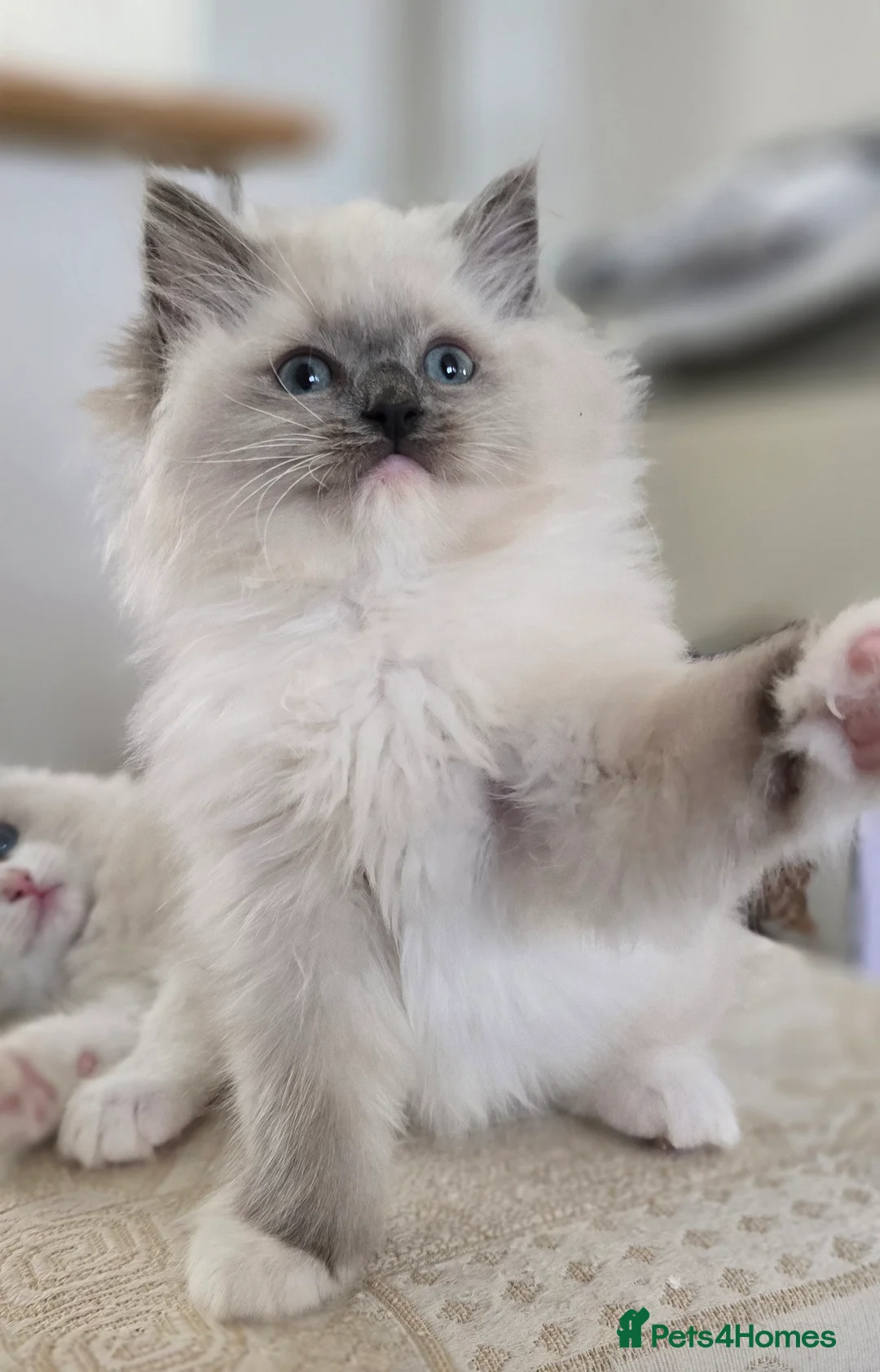 Ragdoll cats for sale: Stunning Ragdoll kittens .TICA registered  - Advert 9