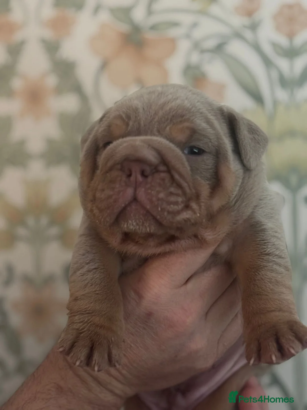 English Bulldog dogs for sale: FULL SUIT ENGLISH BULLDOGS  - Advert 3