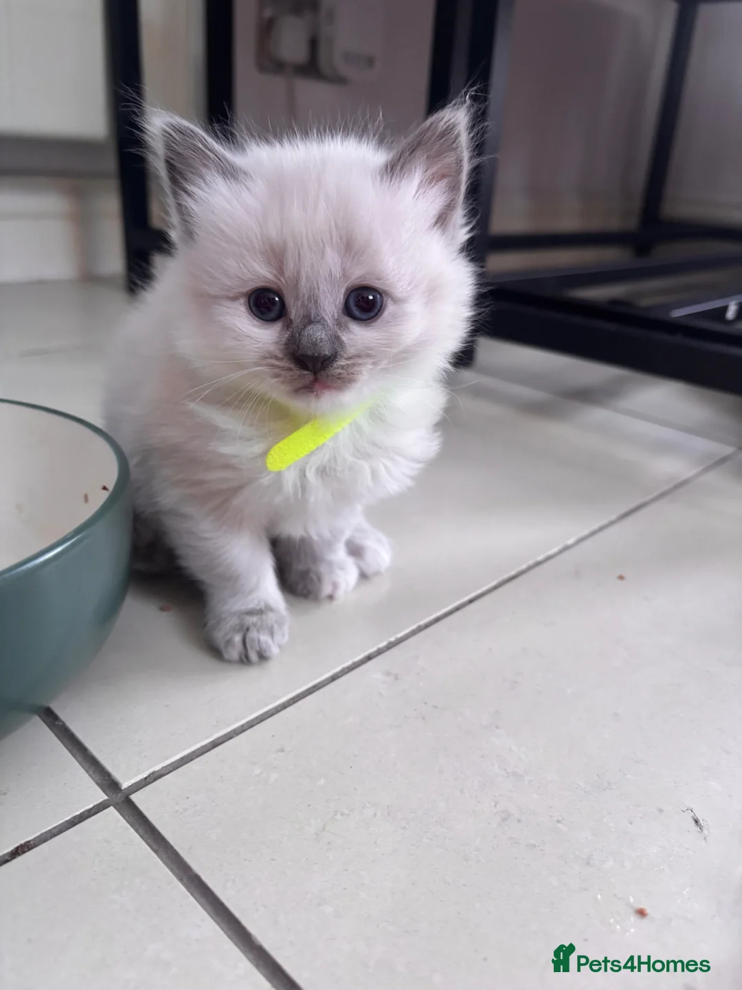 Siamese cats for sale: Siamese cross British shorthair kittens in Exeter - Advert 1