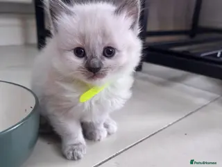 Siamese cats Siamese cross British shorthair kittens - Advert 3