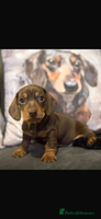 Miniature Dachshund dogs Miniature dachshund - Advert 2