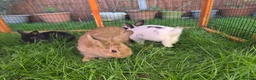 Mixed Breed rabbits for sale: Rabbits for sale  - Advert 5