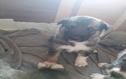 Mixed Breed dogs for sale: New Zealand Huntaway x Siberian Husky - Image 4