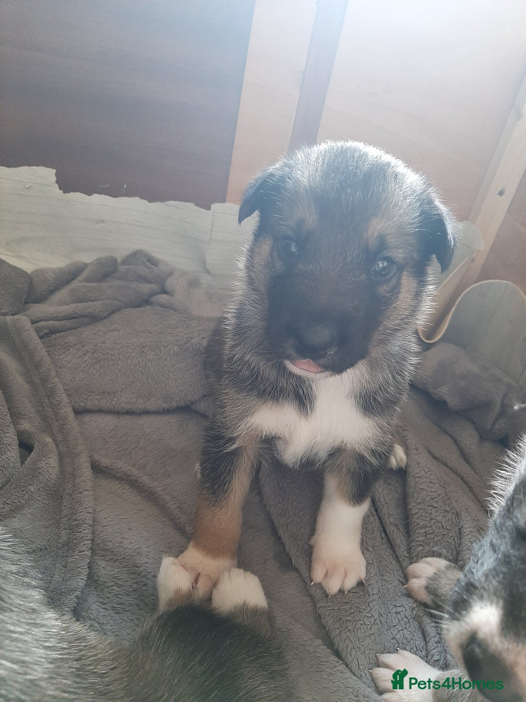 Mixed Breed dogs for sale: New Zealand Huntaway x Siberian Husky - Image 4