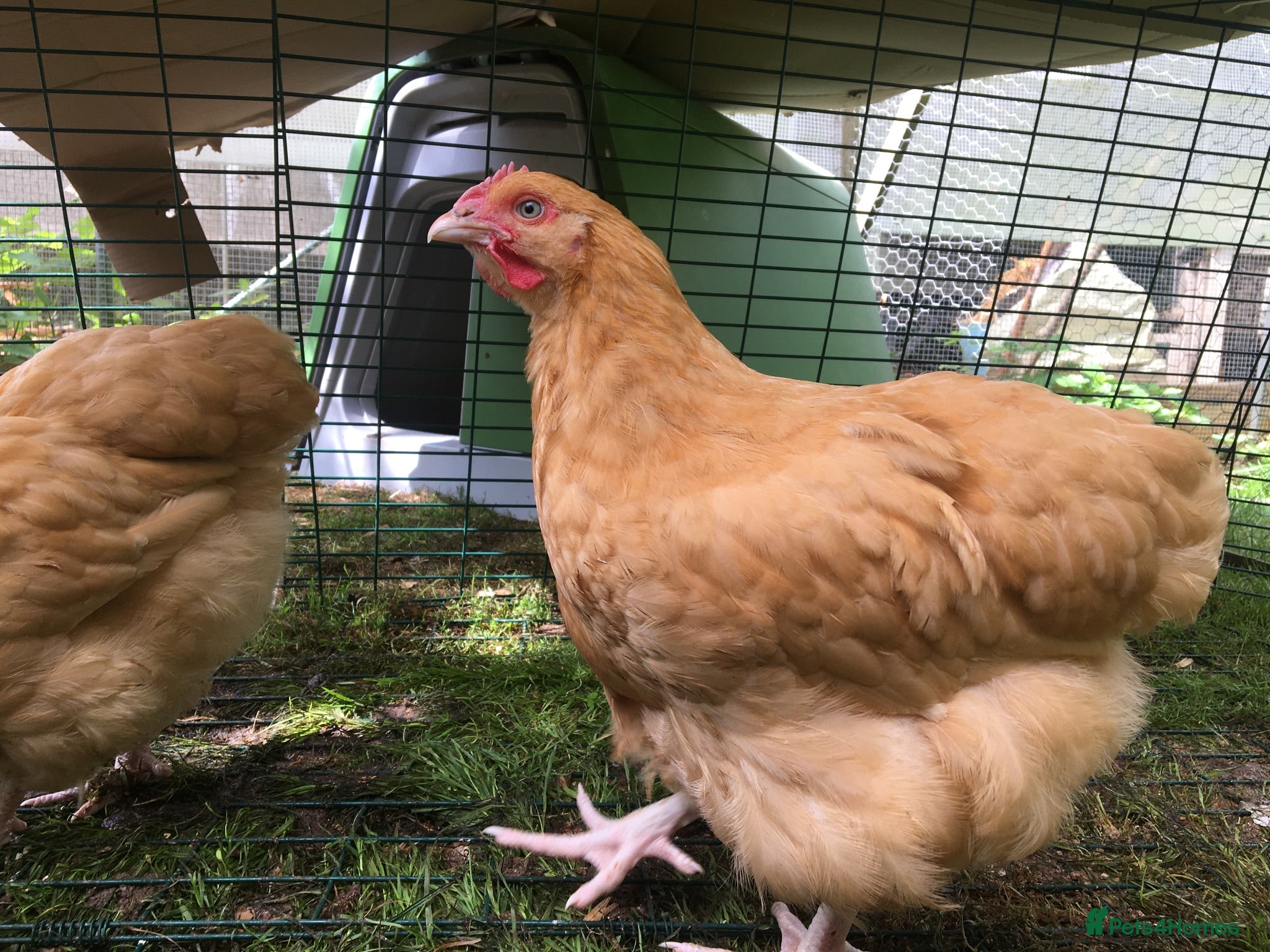 Chickens poultry Bantam Orpington cockerels - buff or black - Advert 1