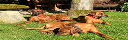 Rhodesian Ridgeback dogs for sale: Rhodesian Ridgebacks: Exceptional, 4th Generation - Advert 40
