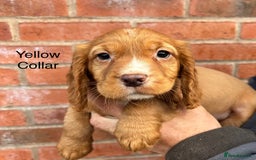 Cocker Spaniel dogs for sale: Ready Now - Cocker spaniel puppies - Image 7