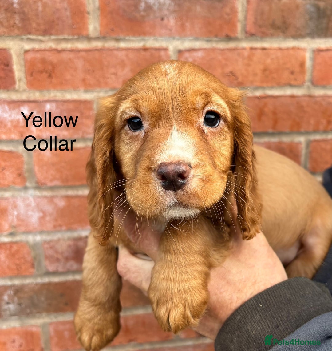 Cocker Spaniel dogs for sale: Ready Now - Cocker spaniel puppies - Image 7