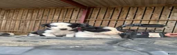 Border Collie dogs for sale: cute border collie pups - Advert 6
