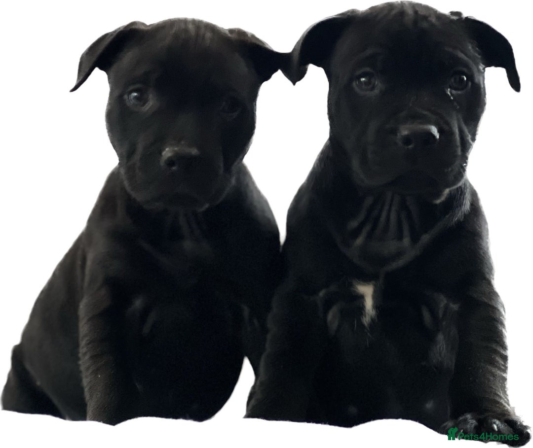 Staffordshire Bull Terrier dogs for sale: Stunning Staffordshire bull terrier puppy - Advert 12