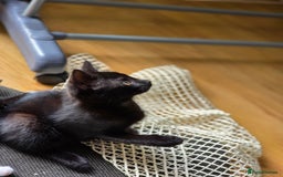 Mixed Breed cats for sale: Kittens for sale - Image 8