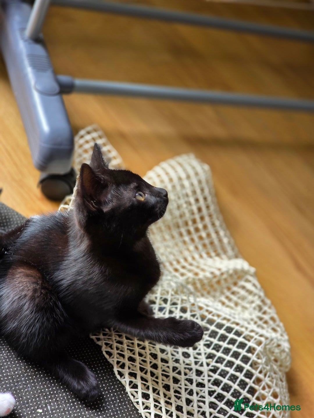 Mixed Breed cats for sale: Kittens for sale - Image 8