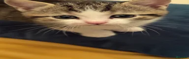 Tyson - Patched Tabby